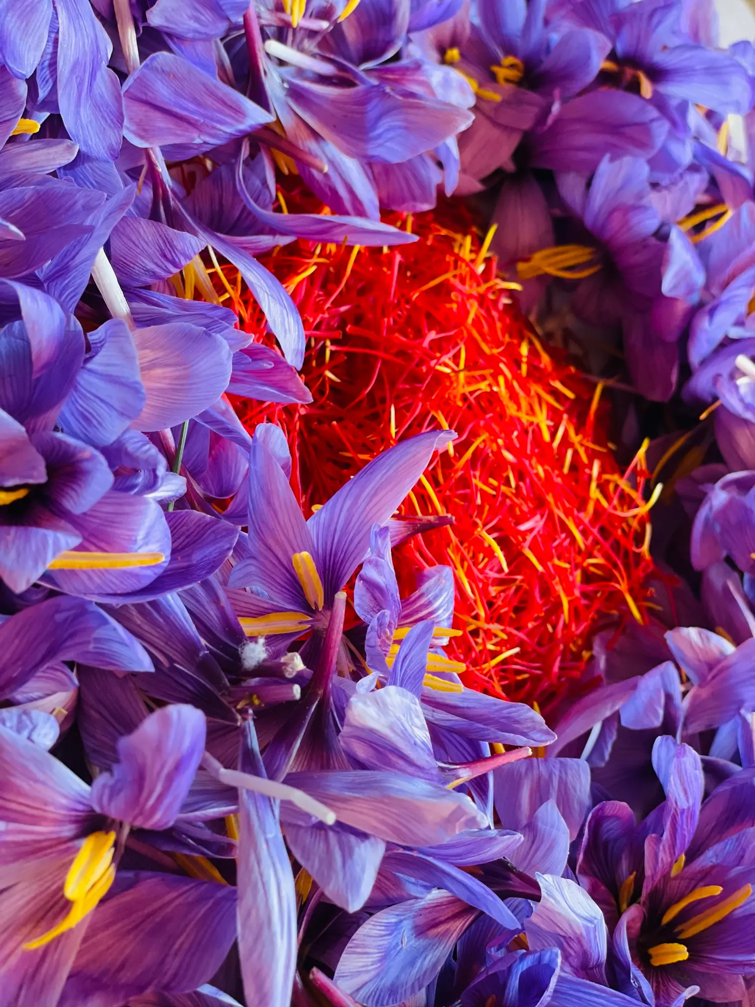 Mature irrigated truffle plantation