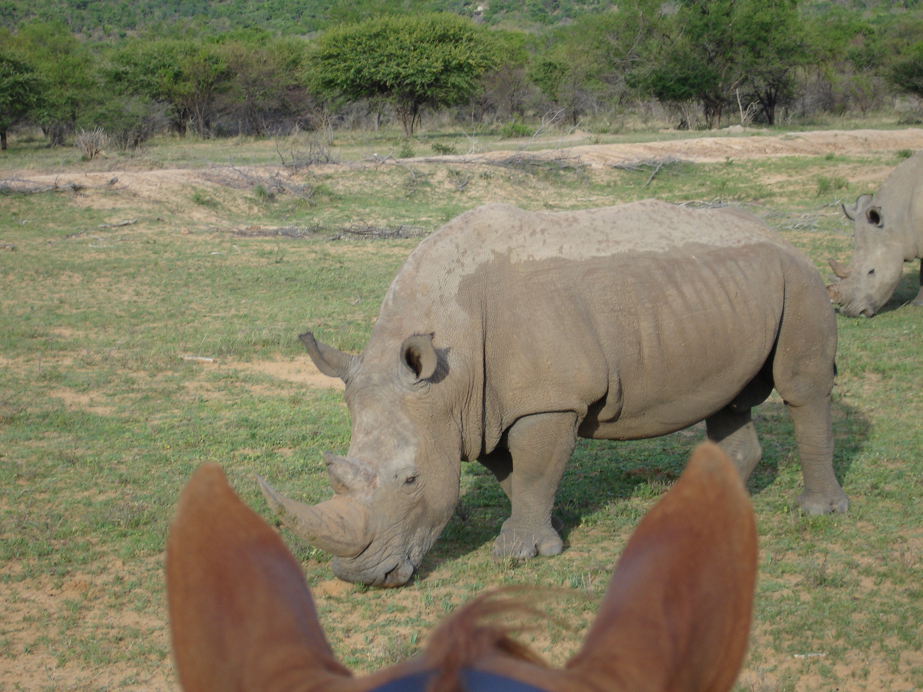 Grupp av ryttare på ridresa i Afrika galopperar över Serengetis vidsträckta slätter medan damm och gnuhjordar rör sig över horisonten under the great migration.