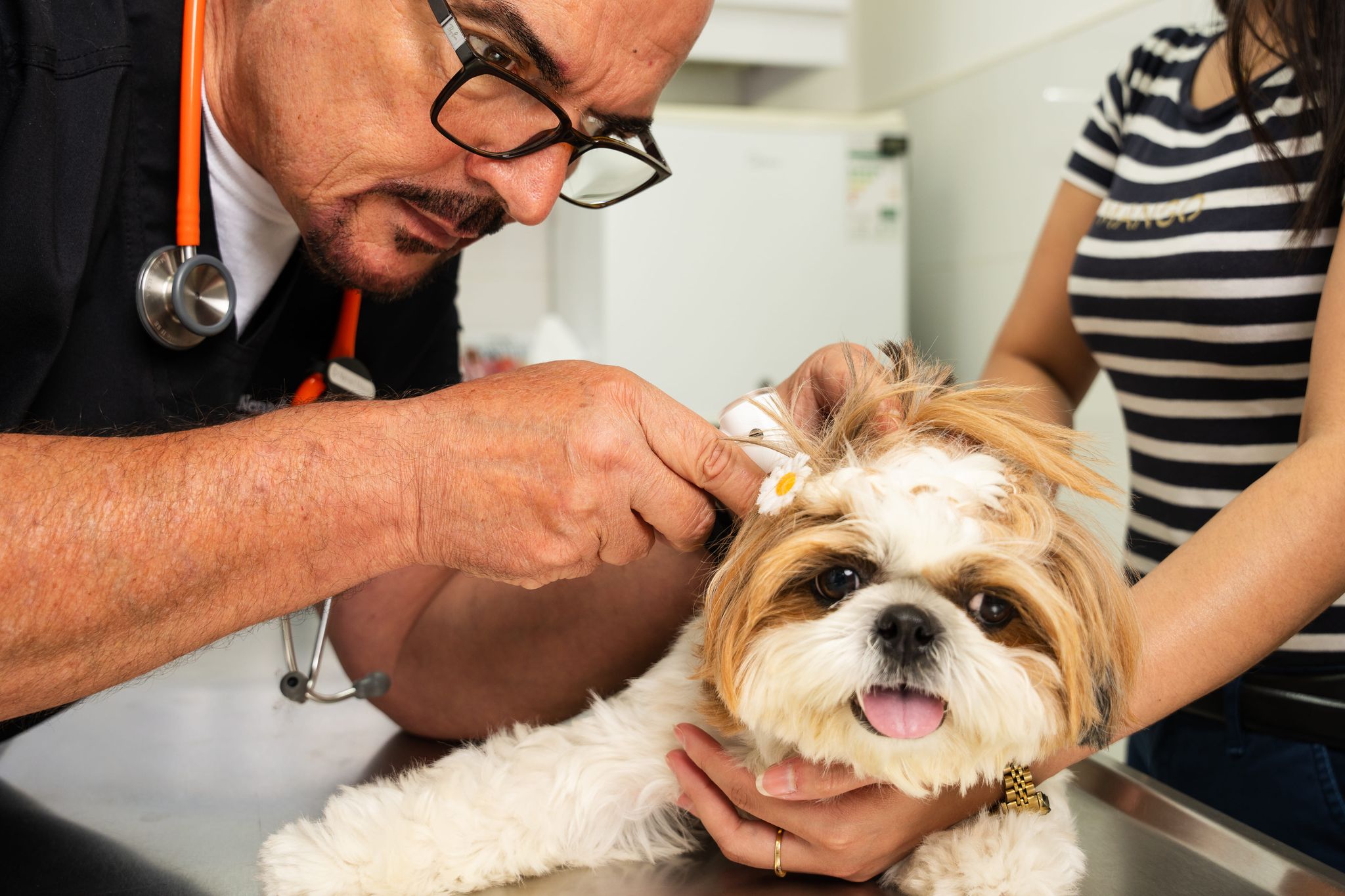 A veterinarian is using an otoscope to determine the cause of the dog's ear infection. The pet owner is helping keep the dog calm.