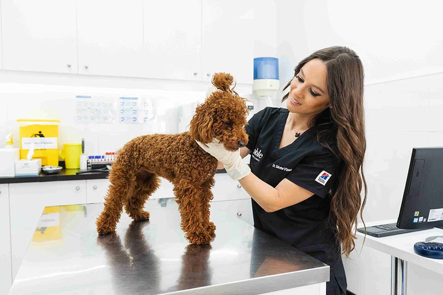 Preventive pet care at a veterinary clinic guided by a skilled veterinarian