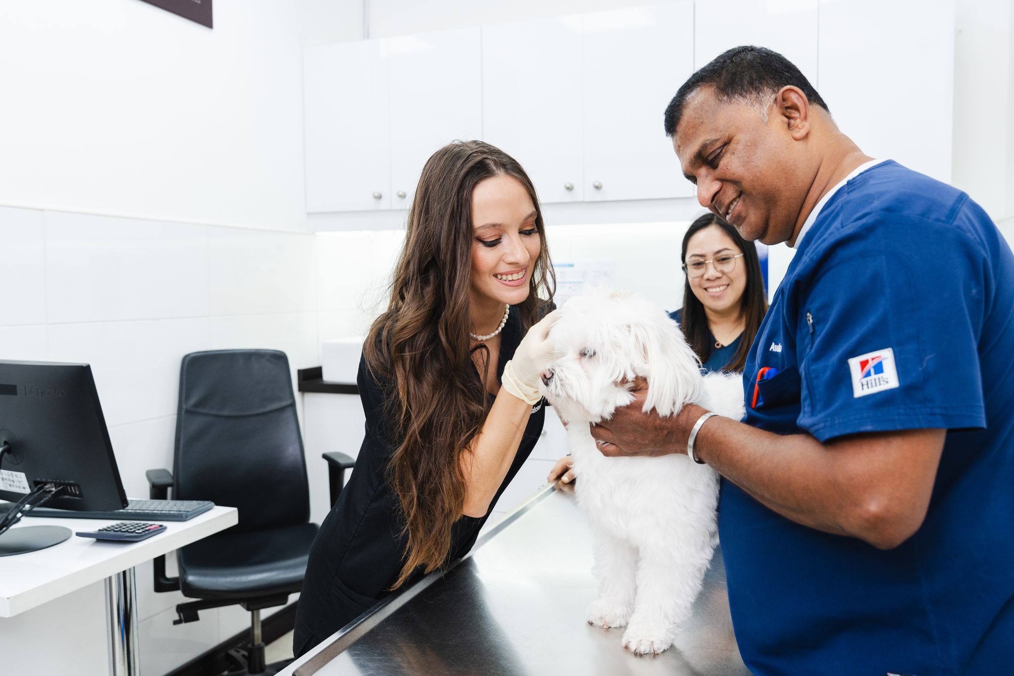 A veterinarian in a black shirt is checking a white dog's condition while another vet is holding the dog gently. The pet owner is nearby.