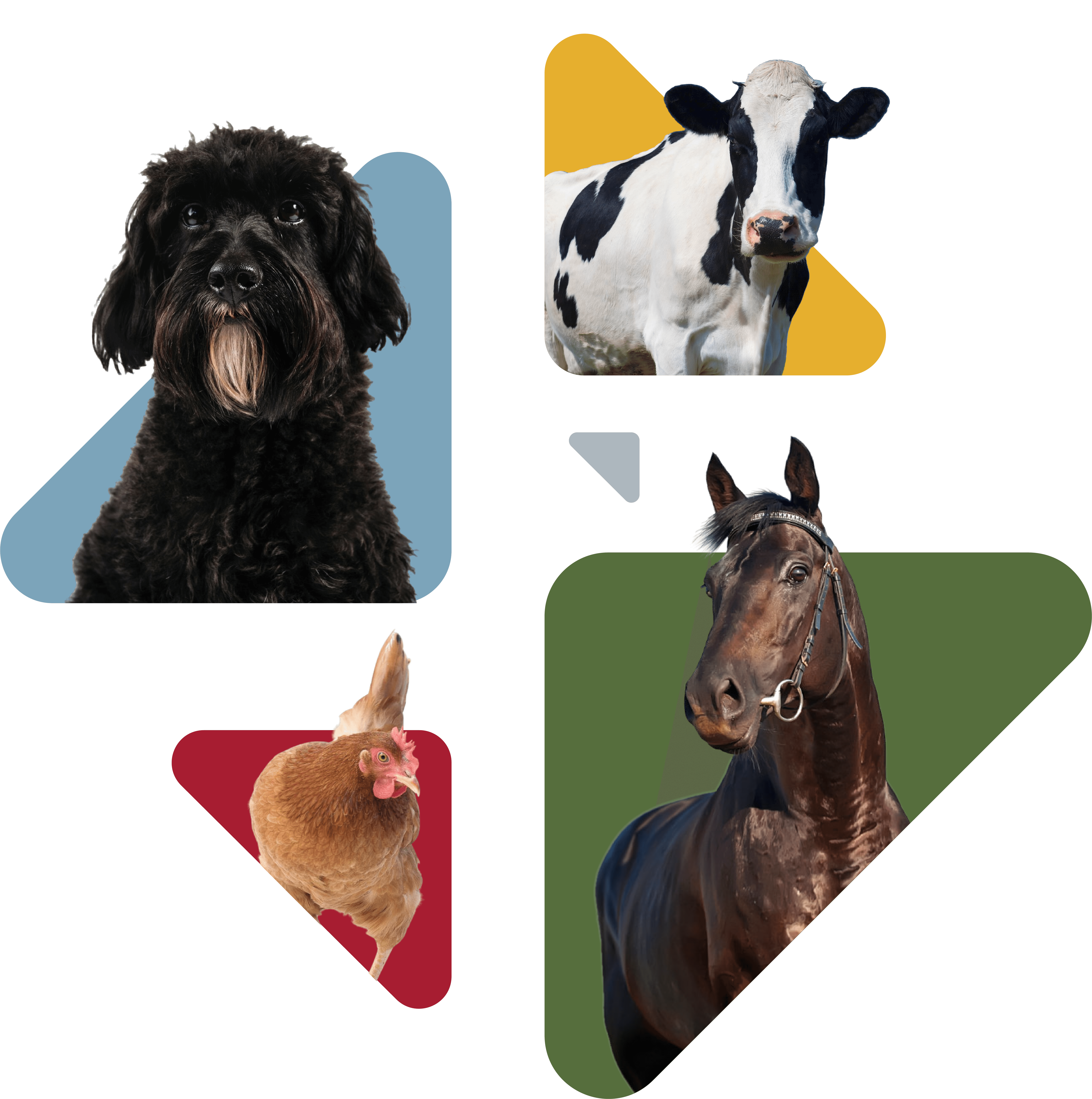 Ensemble de animaux : chien, cheval, vache, poule 