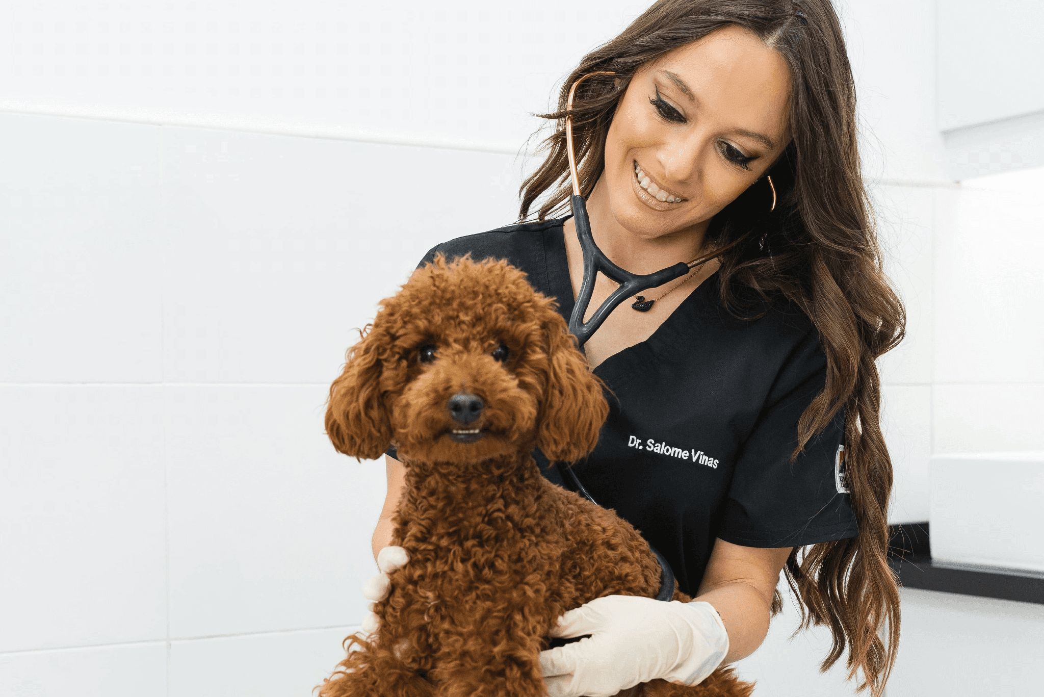 A veterinarian is checking a dog's heart using a stethoscope to check its condition.