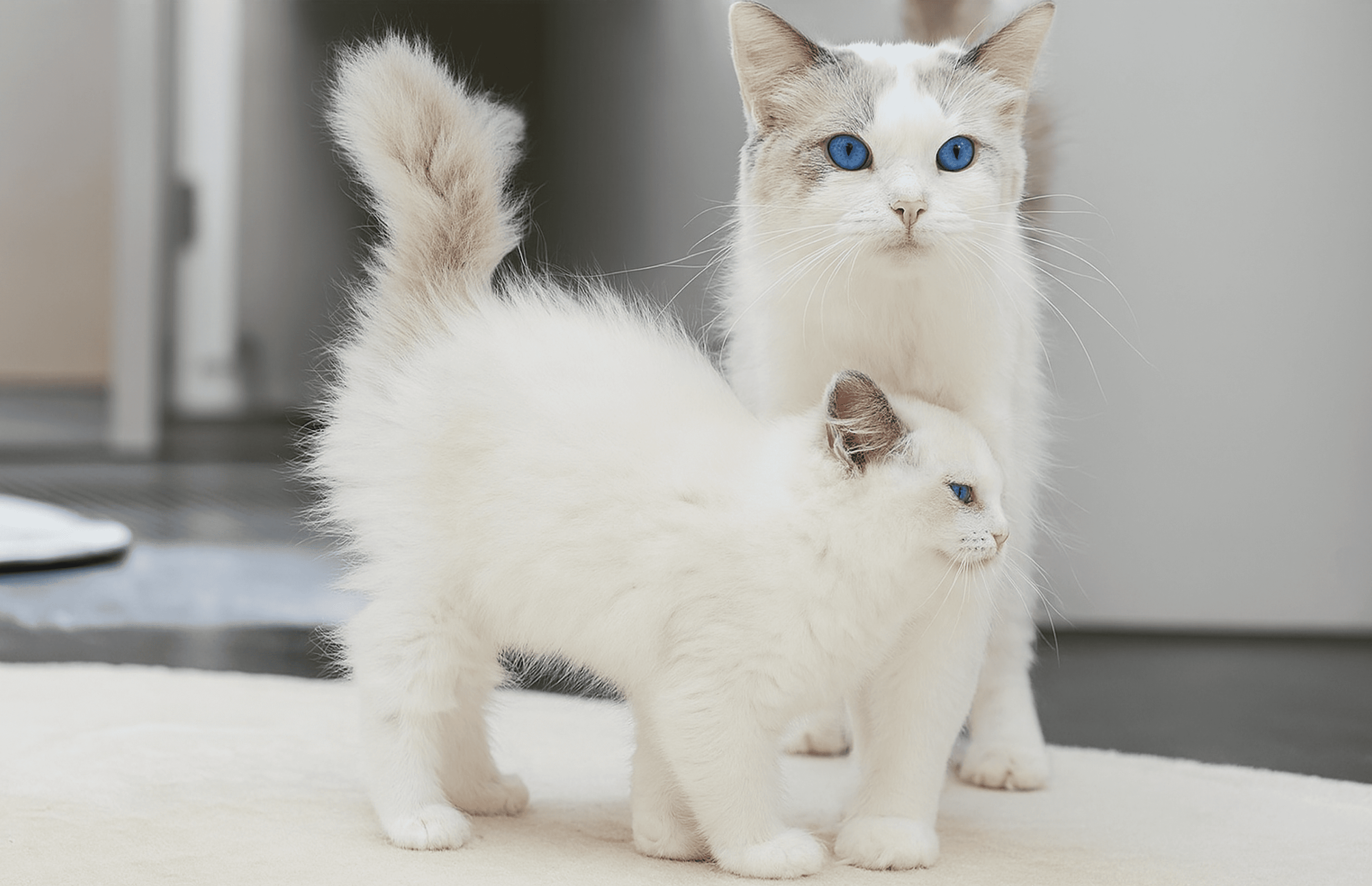 Chatons ragdoll Belgique slideshow