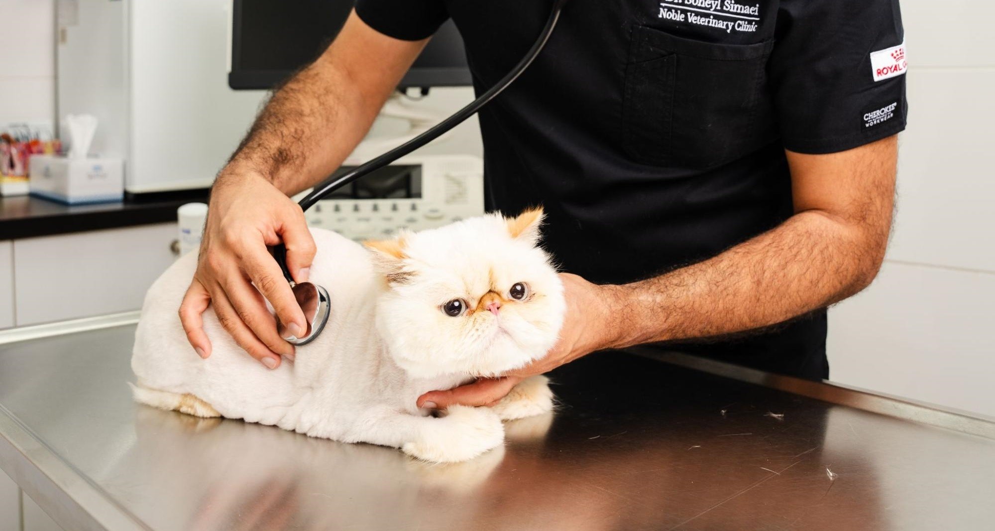 cat grooming checkup