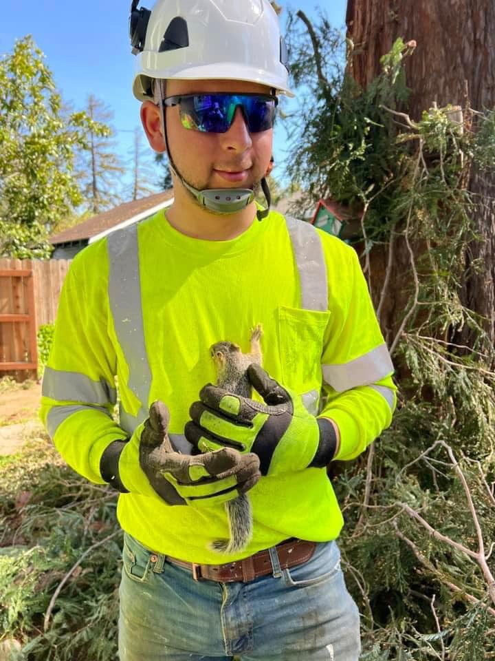 Safely Tree Removal in California