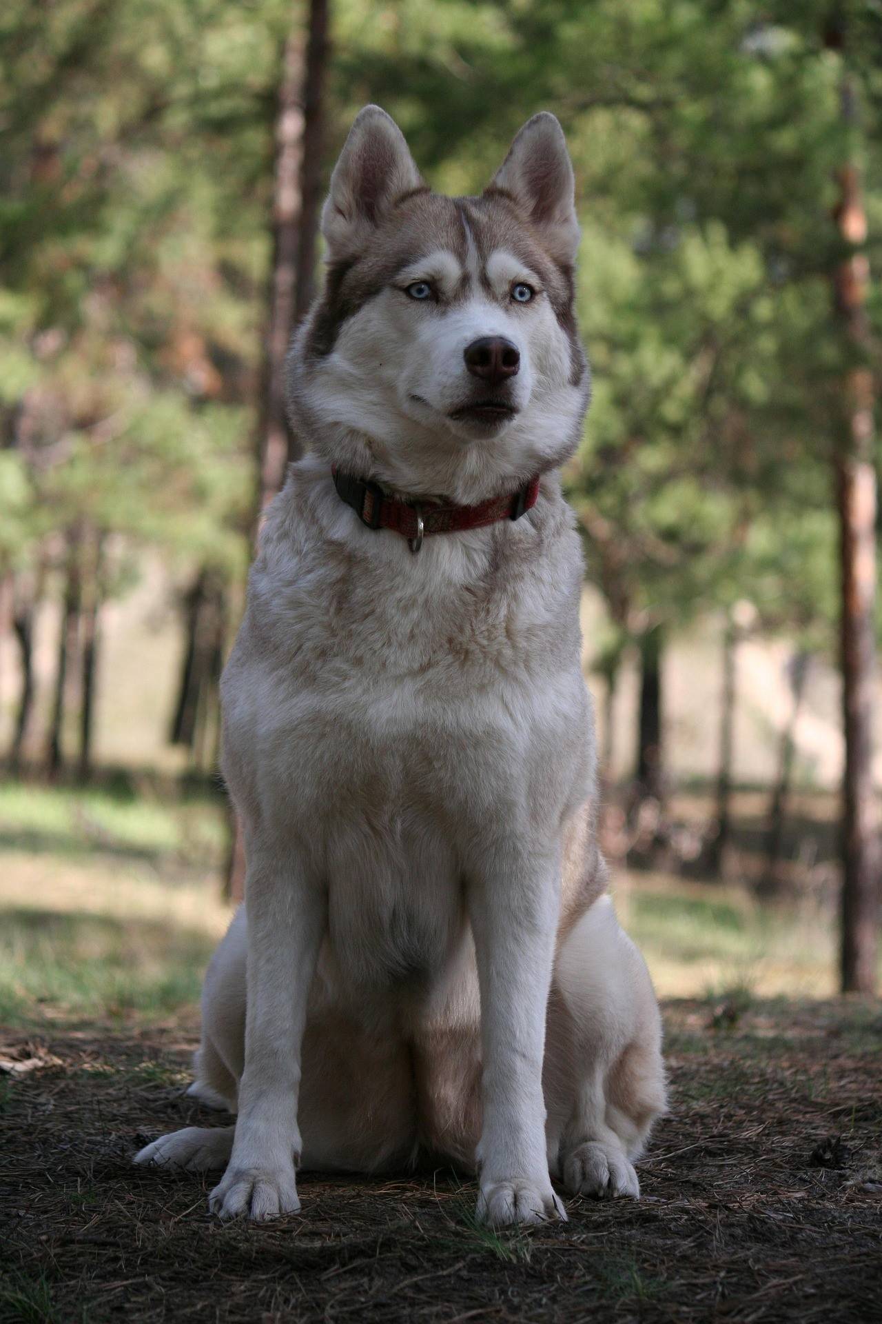 Siberian Husky Temperament and Lifestyle Fit