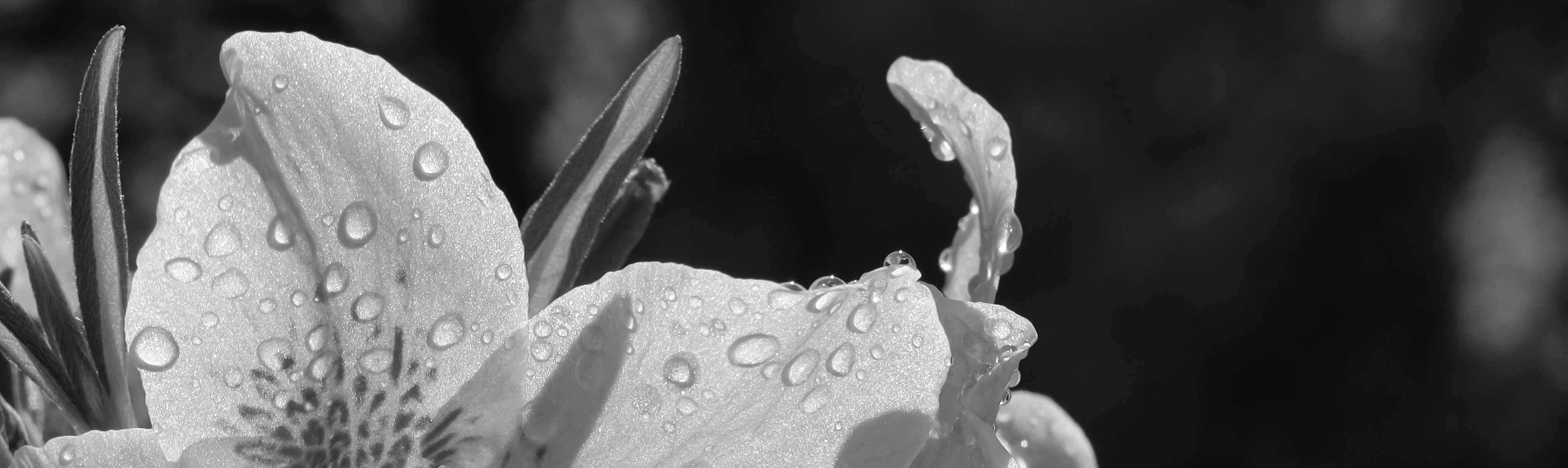 Ein Bild von einer Blume