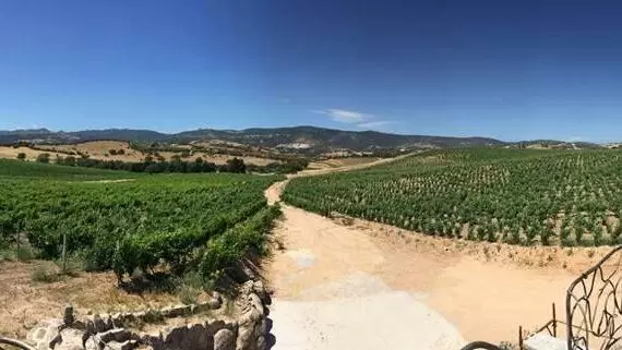 image of a little girl in a dresss in a vineyard