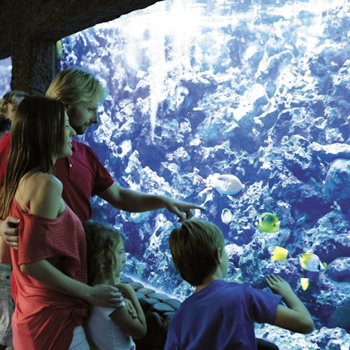 Een gezin van vier observeert kleurrijke vissen in een groot aquarium, terwijl de vader naar het zeeleven wijst.