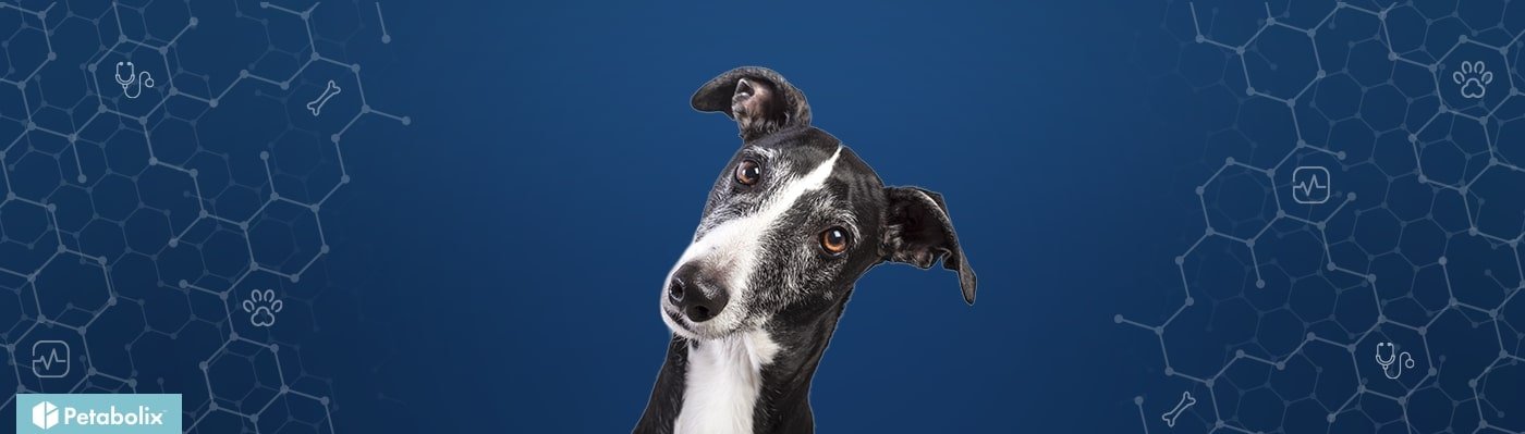 Greyhound image