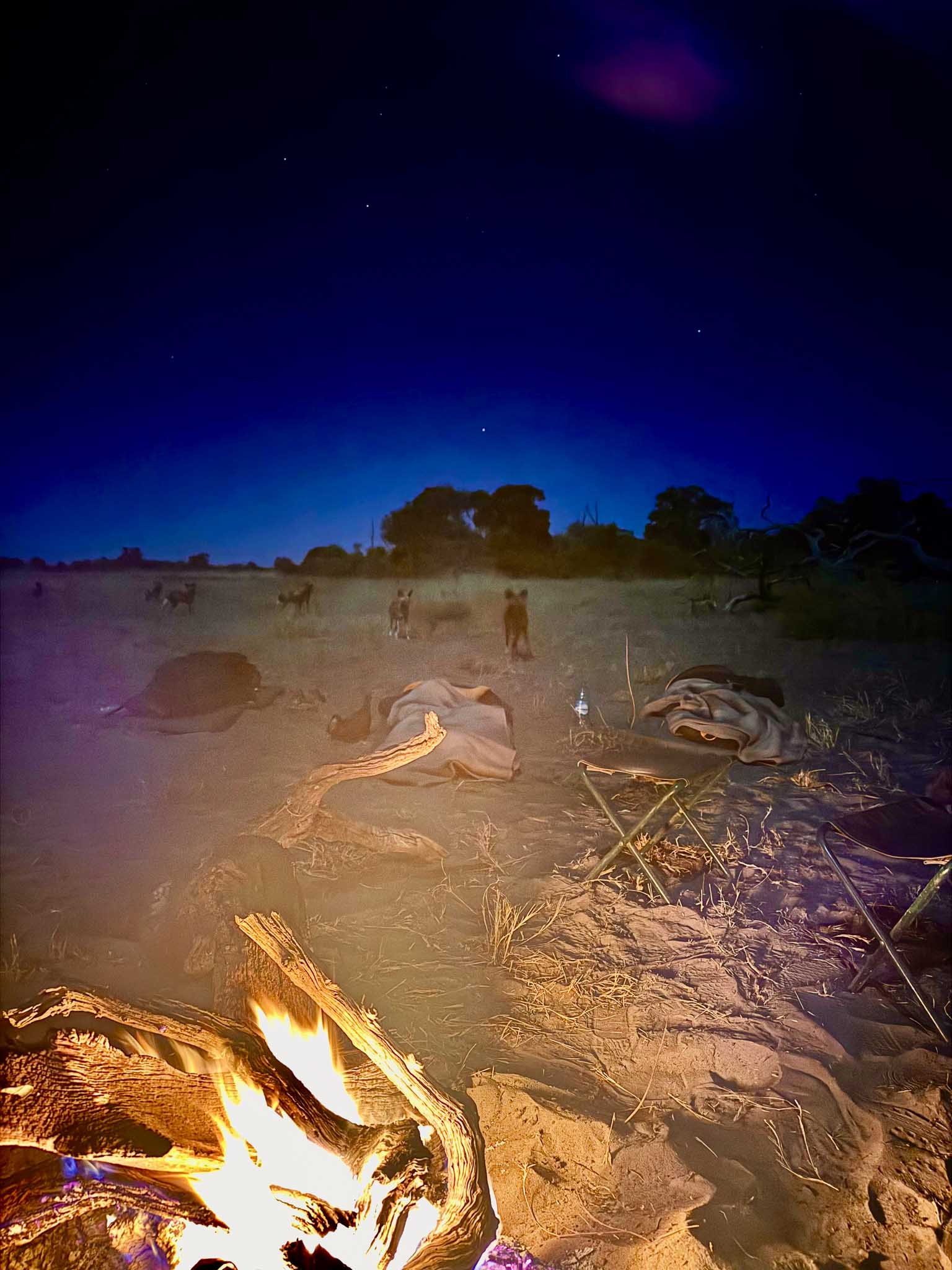 sleepout wild dogs in camp safari