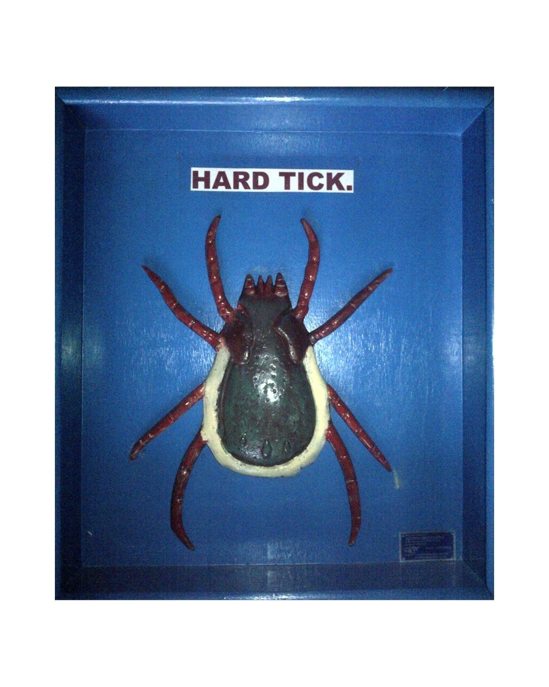 Hard Tick