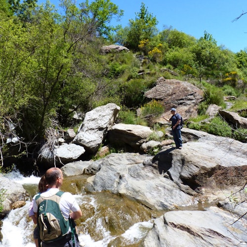 两人在森林地区的岩石溪流附近徒步旅行，一人站在大石头上，另一人靠近水边背着背包。