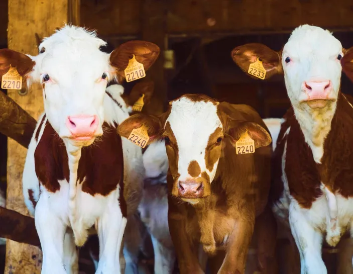 Three cows stood together at a farm