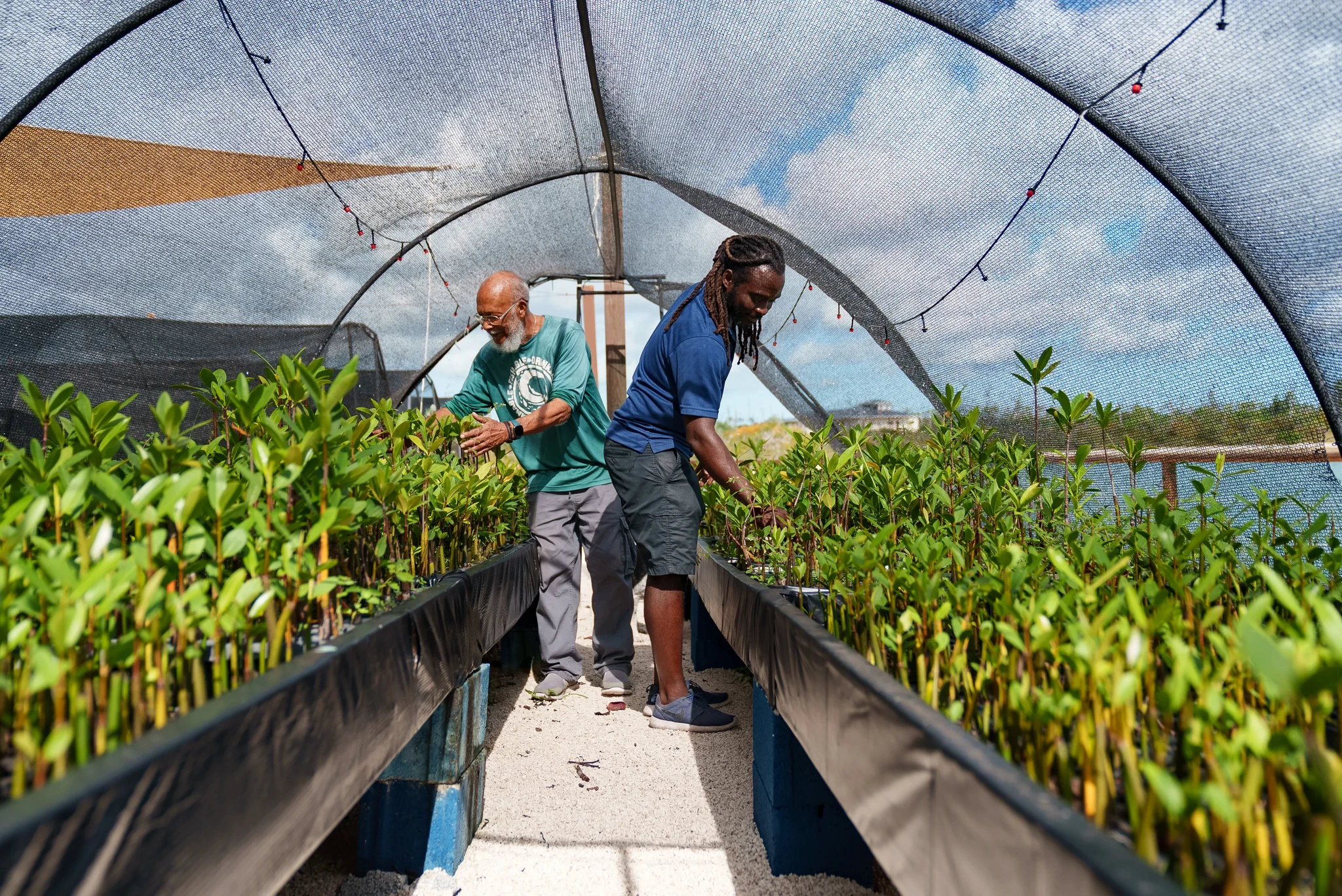 Two people work in a greenhouse with rows of young plants under a mesh roof. The clear sky is visible through the netting. The setting appears sunny, and both are focused on tending to the greenery.