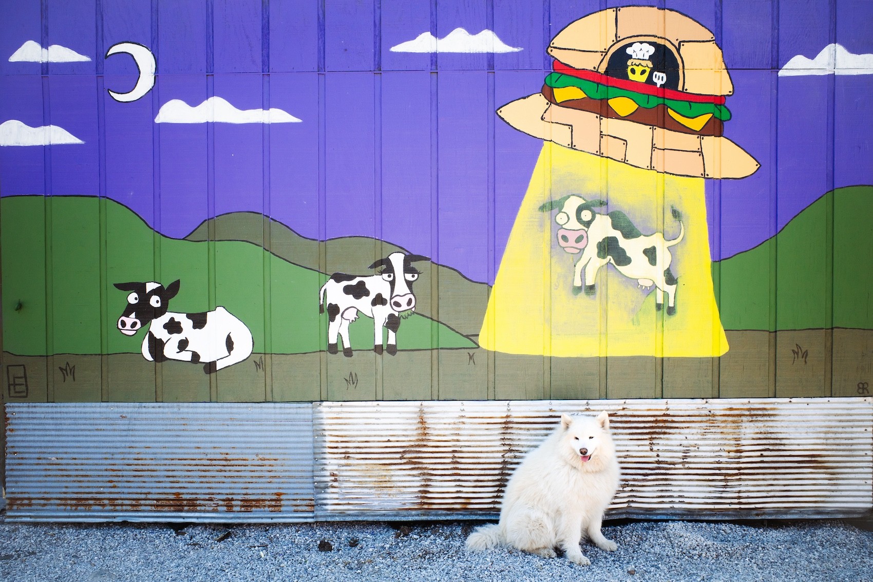 Dog sitting by the heifer mural