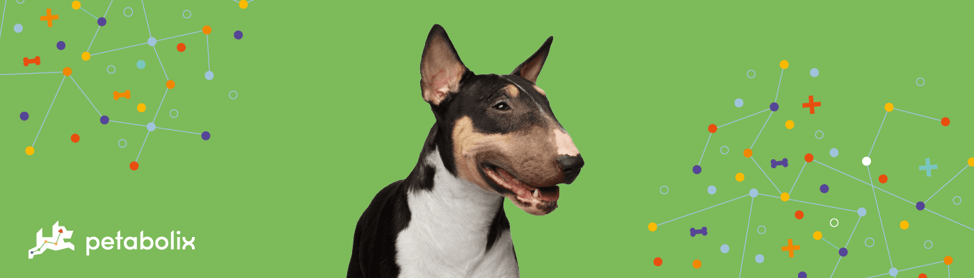 Miniature Bull Terrier image
