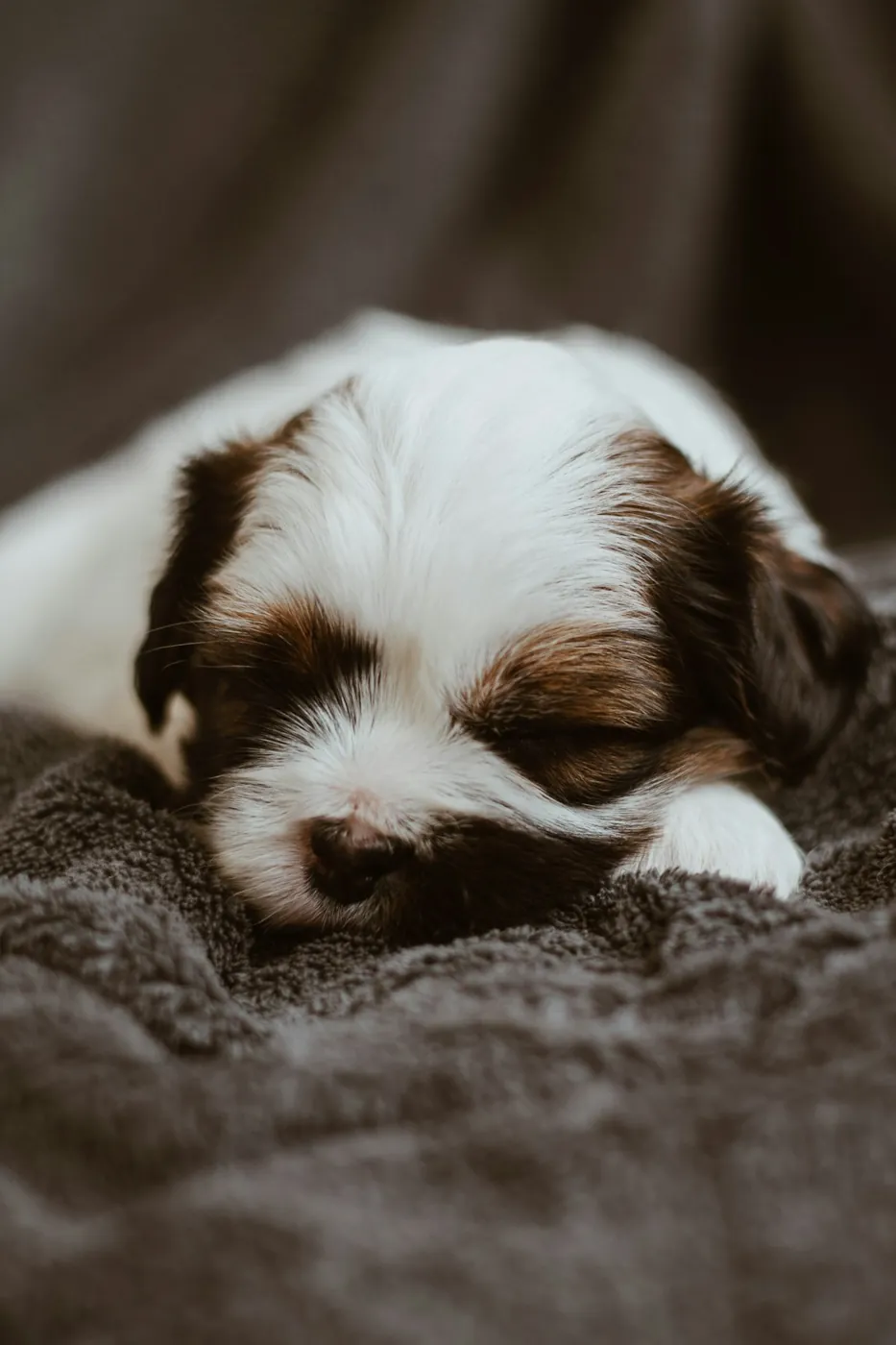 Un chiot se repose sur une couverture