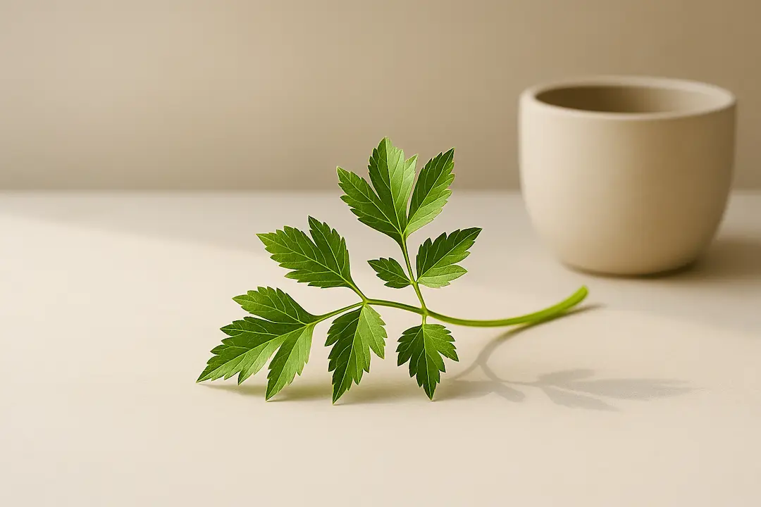 Ashitaba Blatt im Fokus