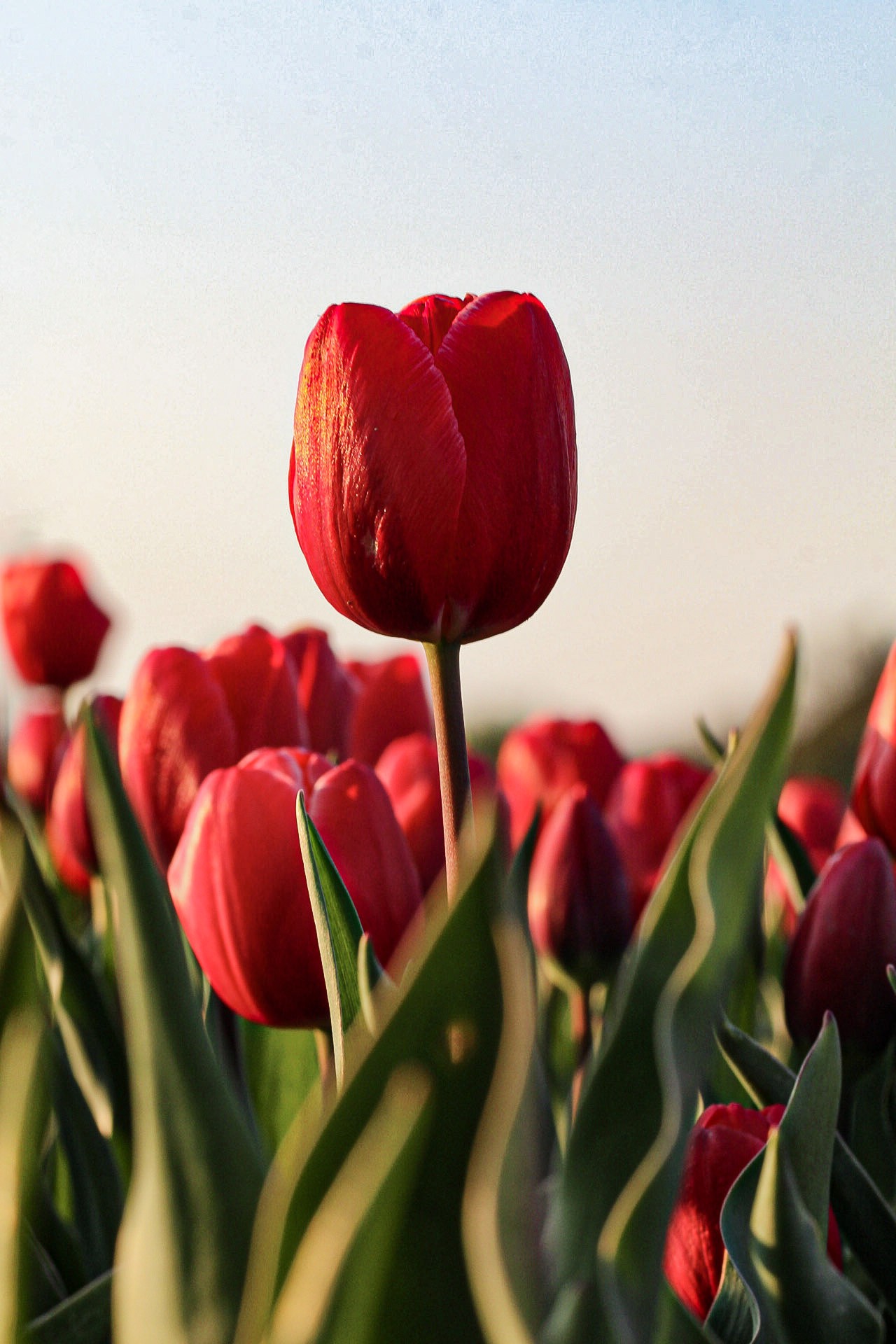 Gedetailleerde close-up van een tulp in een veld, met zachte bloemblaadjes die de levendige kleuren van de Nederlandse lente benadrukken