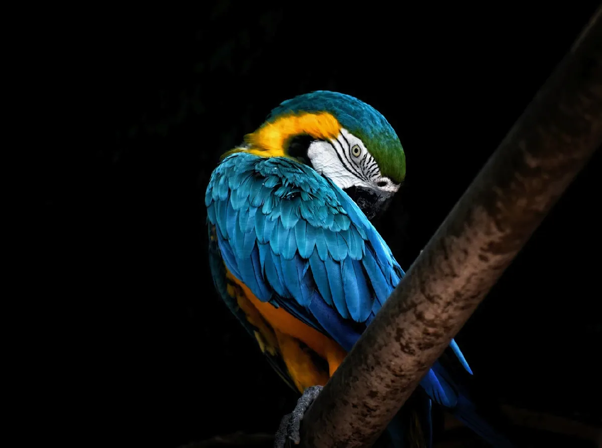 Photograph by Shashank Katariya