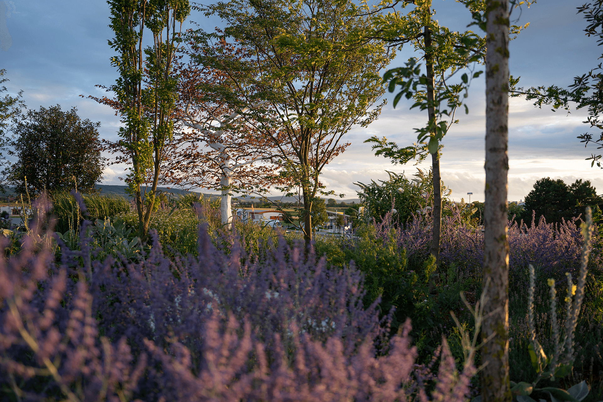 Vielfältig bepflanzter Dachgarten mit blühenden Stauden und Blick in die umliegende Landschaft.