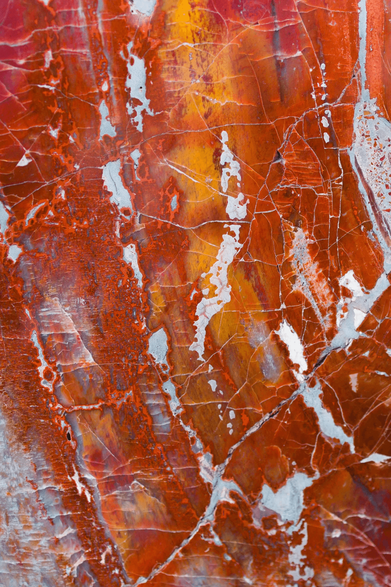 brown and black snake on brown sand