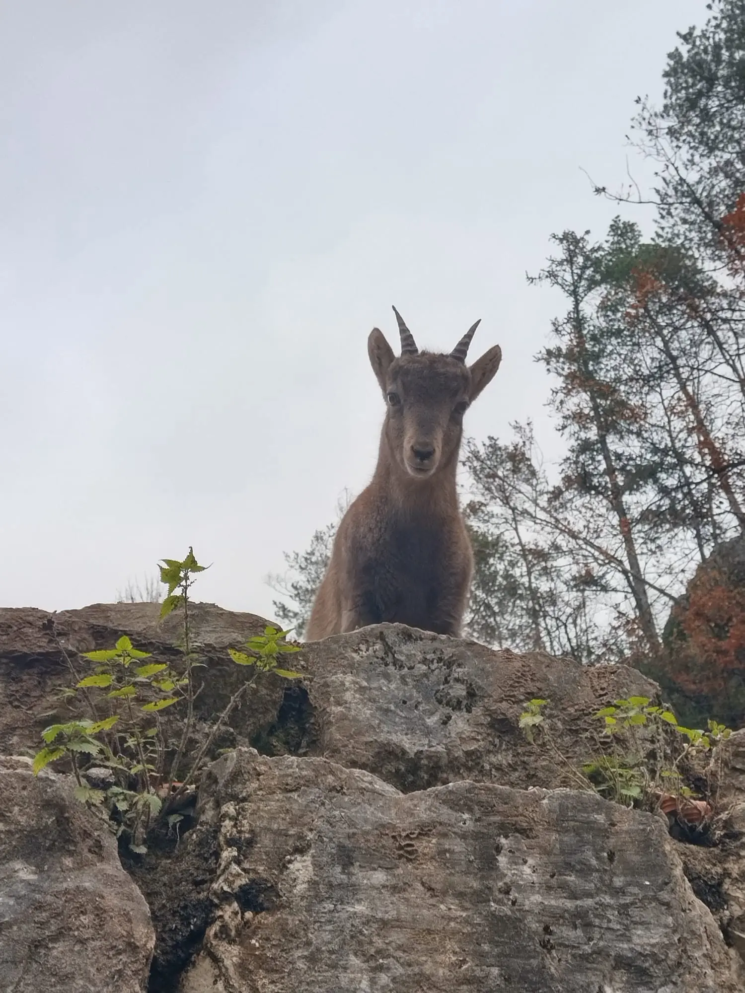 Steingeiss im Tierpark Biel