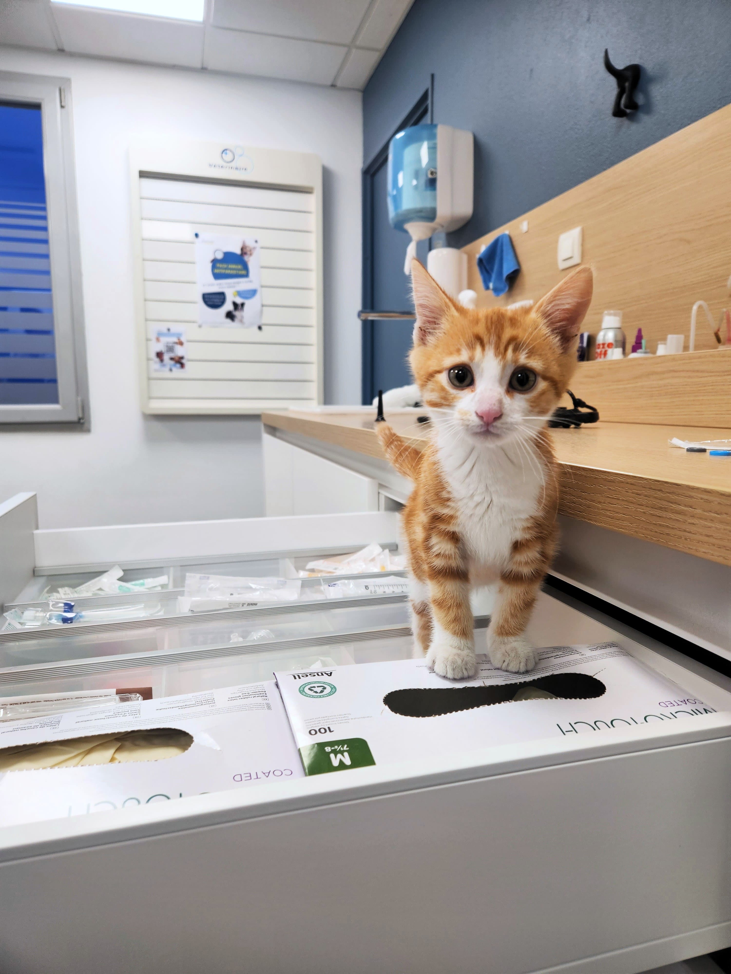 Chaton en consultation