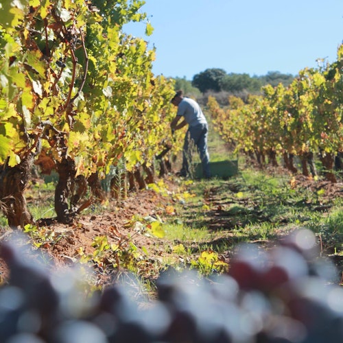 Henkilö korjaa viinirypäleitä viinitarhassa, etualalla viinirypäletertut ja taustalla rivit viiniköynnöksiä vihreän lehdistön kera.