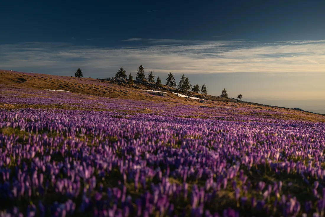 A vast field of blooming purple crocuses on Velika Planina, Slovenia, during early spring, featuring rolling alpine pastures, scattered pine trees, and patches of melting snow under a warm afternoon sky.