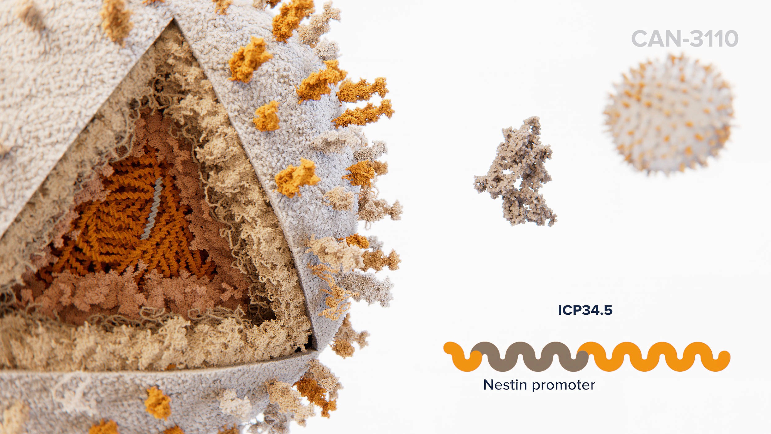 3D visualization of an HSV vector particle with genetic material inside