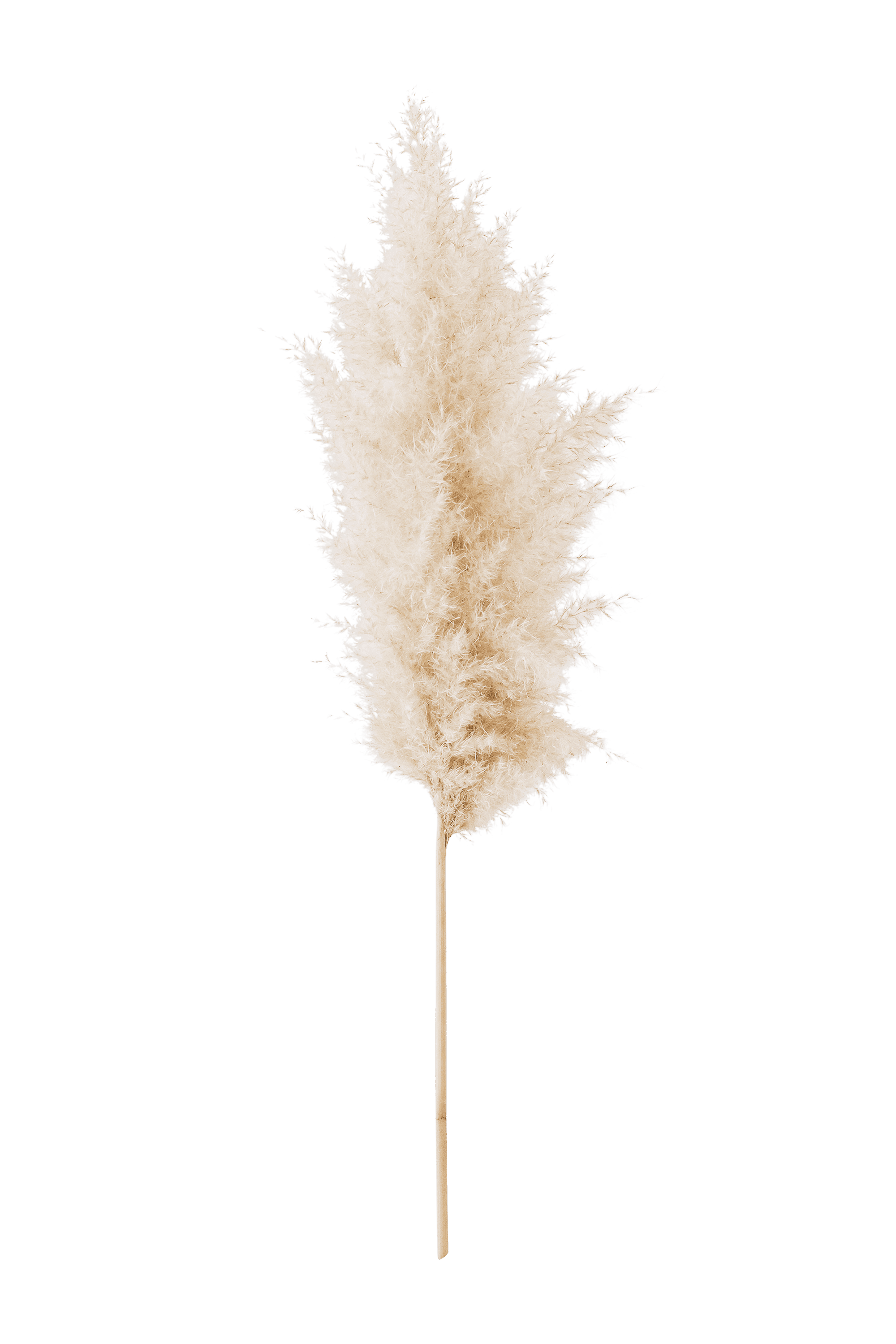 A soft, fluffy pampas grass plume on a simple background, showcasing its natural elegance.