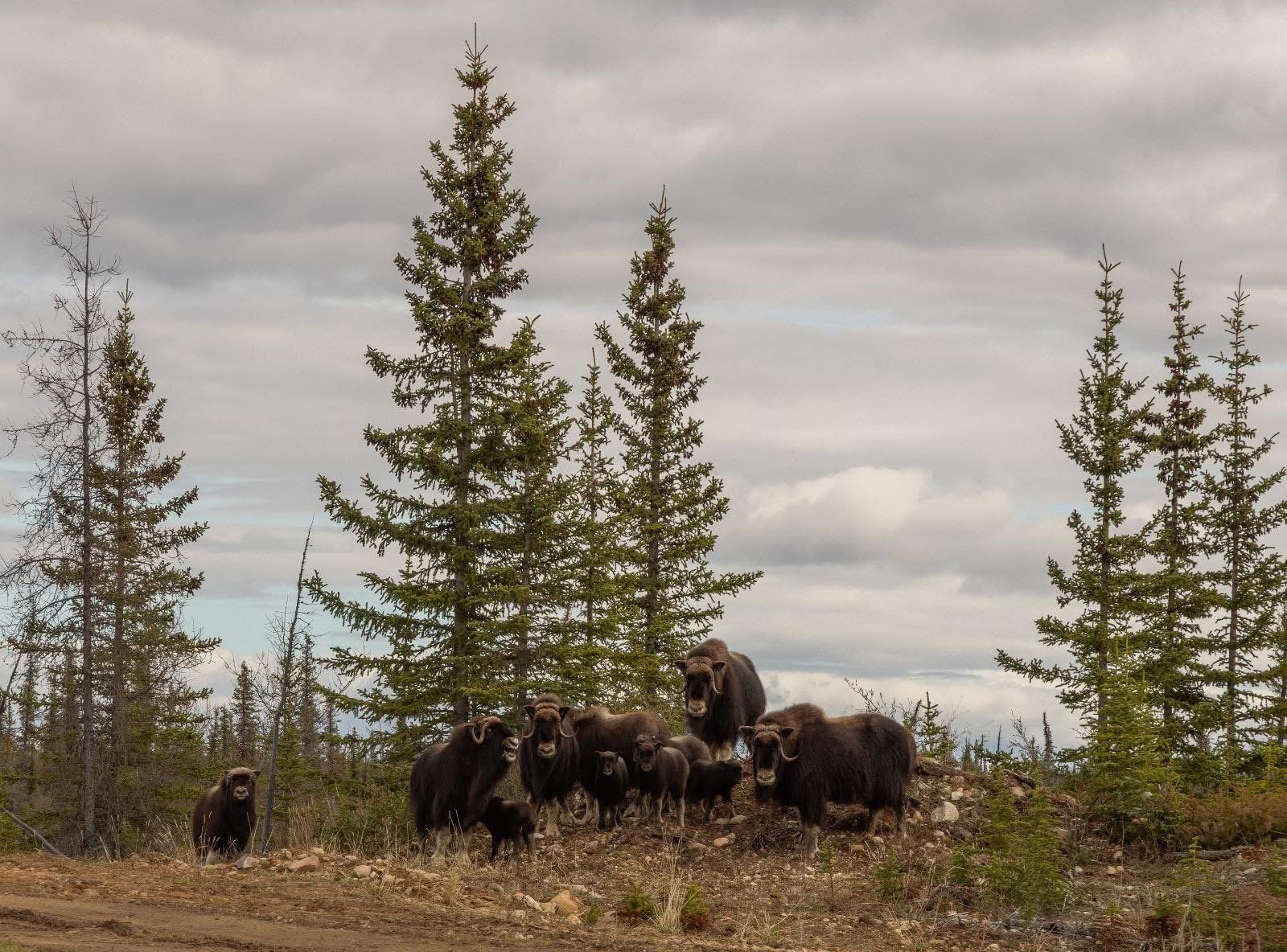 Heli-Portable (4).JPG