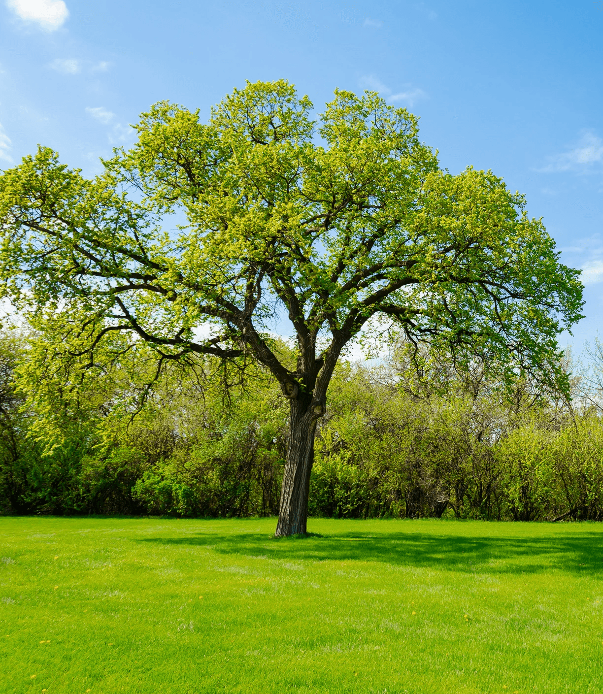 Summer tree