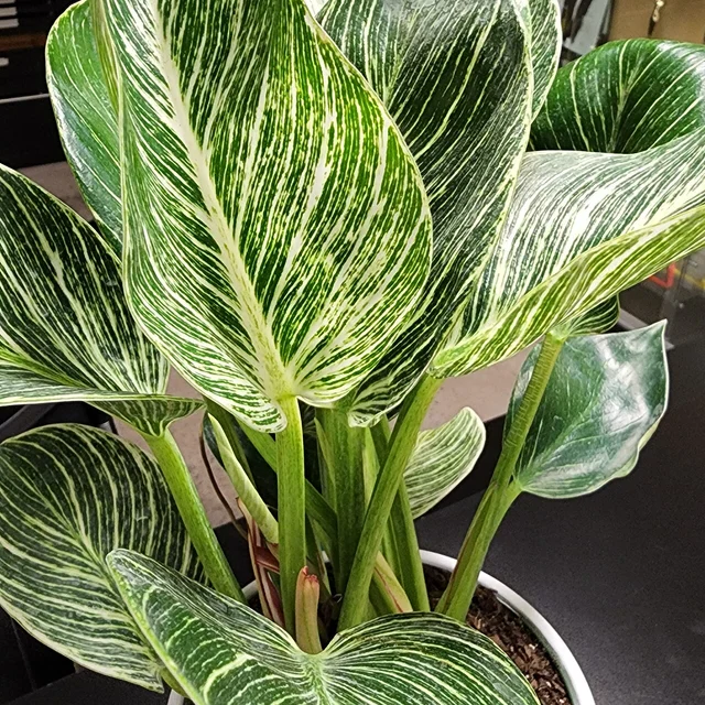 {{Common Name}} houseplant