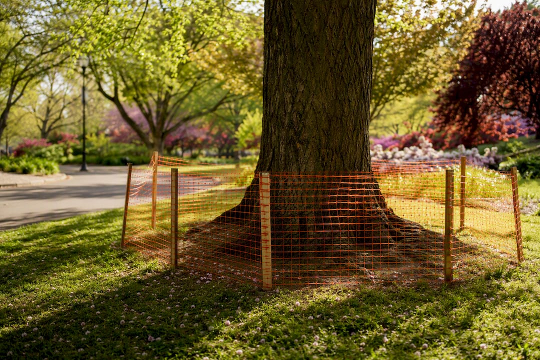 Temporary orange barrier fence protecting tree root zone