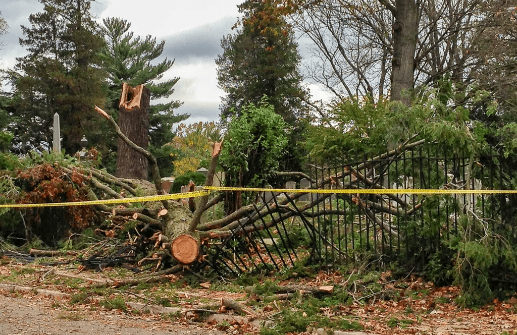 Tree fallen ontop of fence
