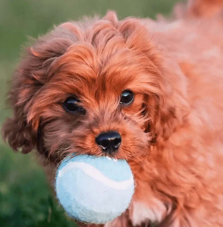 Koda with top rated pet inusrance 