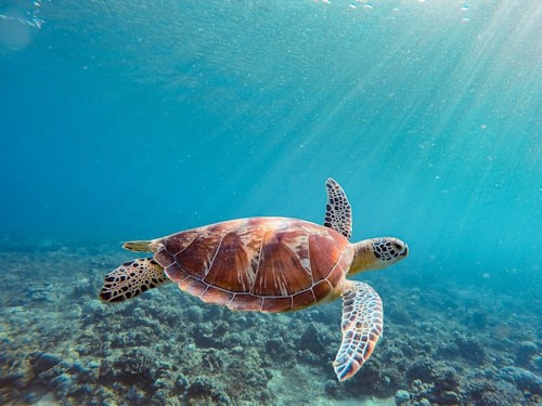 Green sea turtle swimming over a reef in Aruba's clear blue water