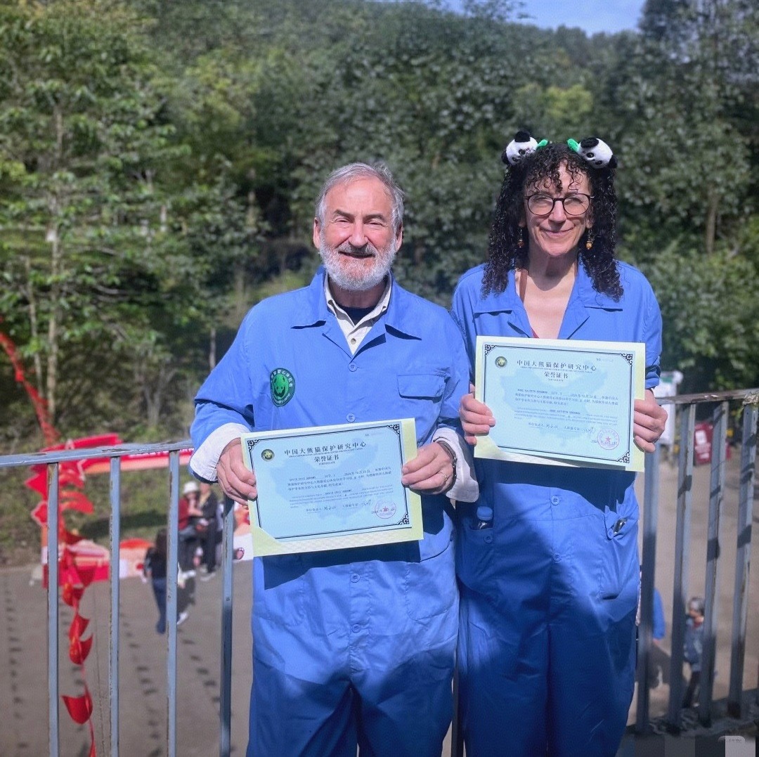 Official Giant Panda Volunteer Certificate issued by the CCRCGP Dujiangyan base.