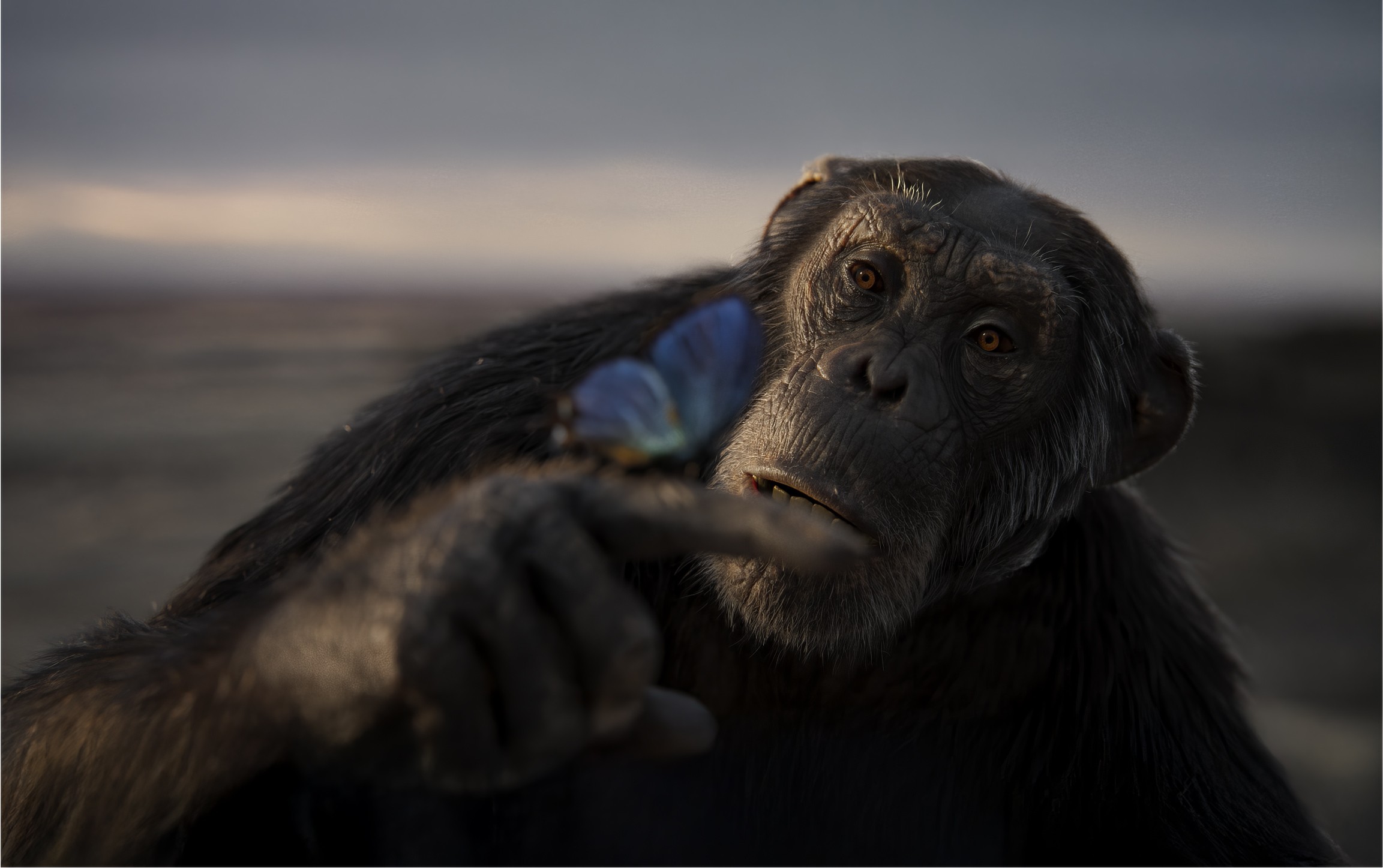 Close-up of a chimpanzee gently reaching toward a blue butterfly in natural light.