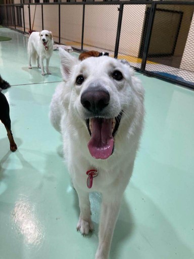 Joyful white dog enjoying modern facilities offered by top-rated pet groomers in Dubai.