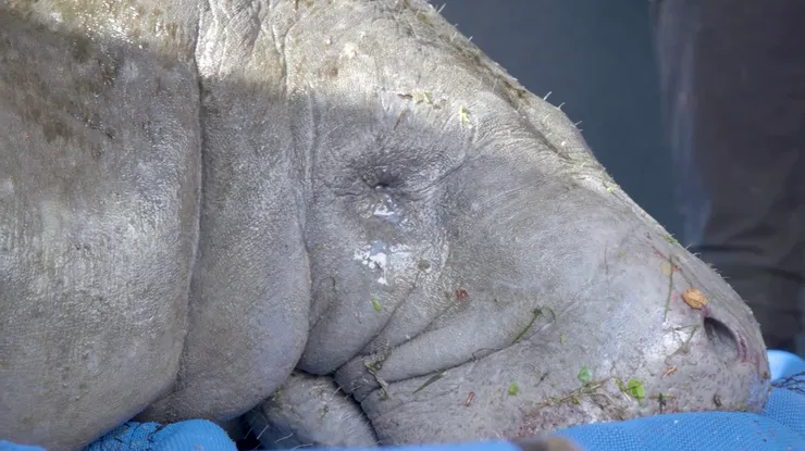 Close-up of a dark green leaf showing its textured surface and central vein against a muted background.
