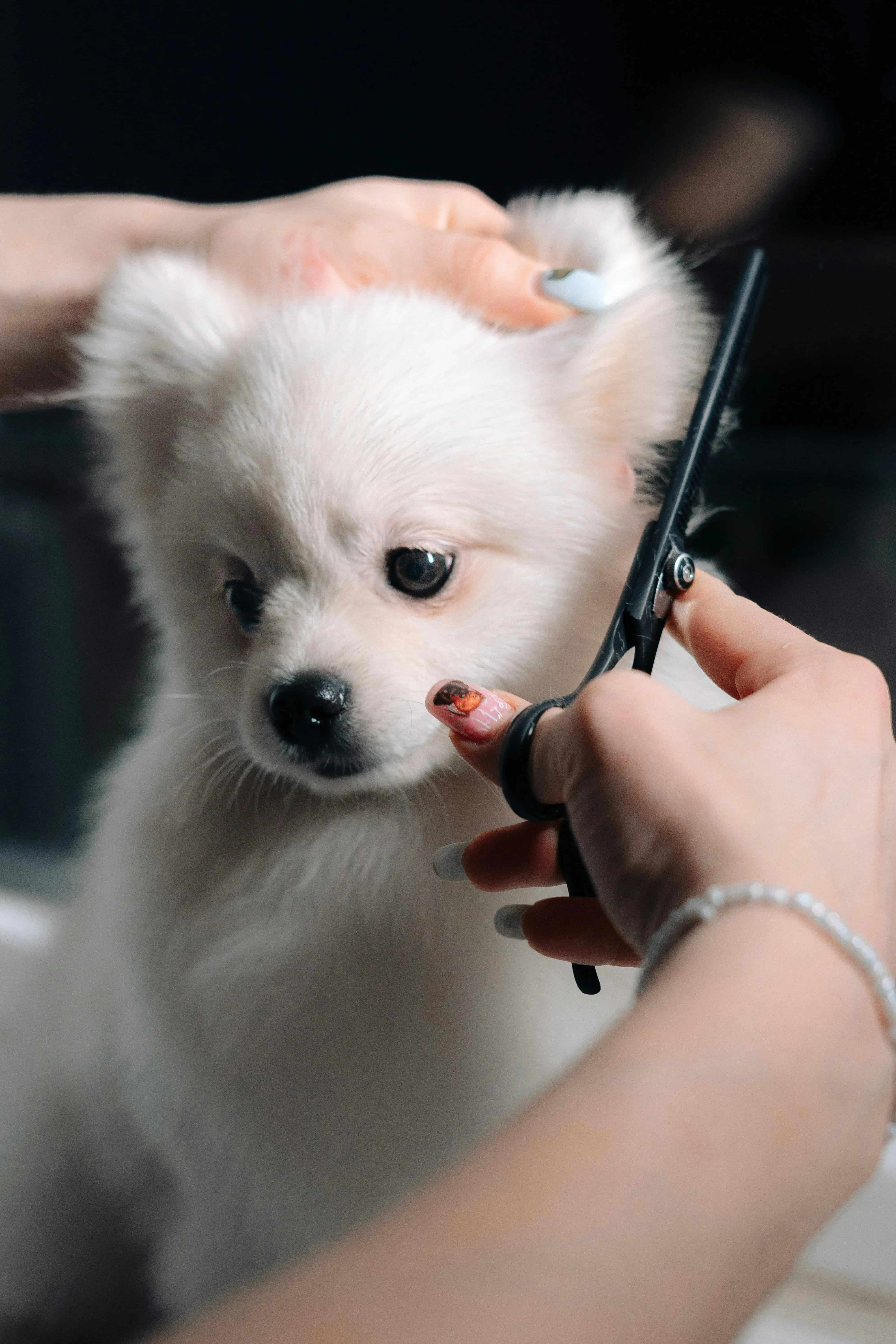 portrait shot of a puppy and its owner