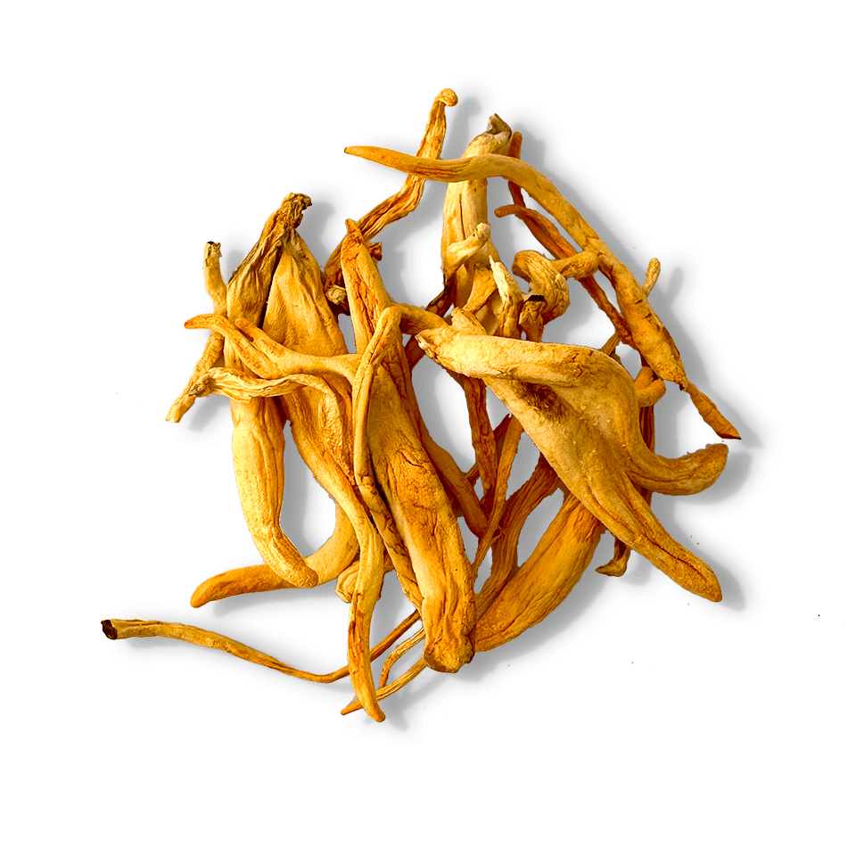 Cordyceps Mushroom, raw and dried