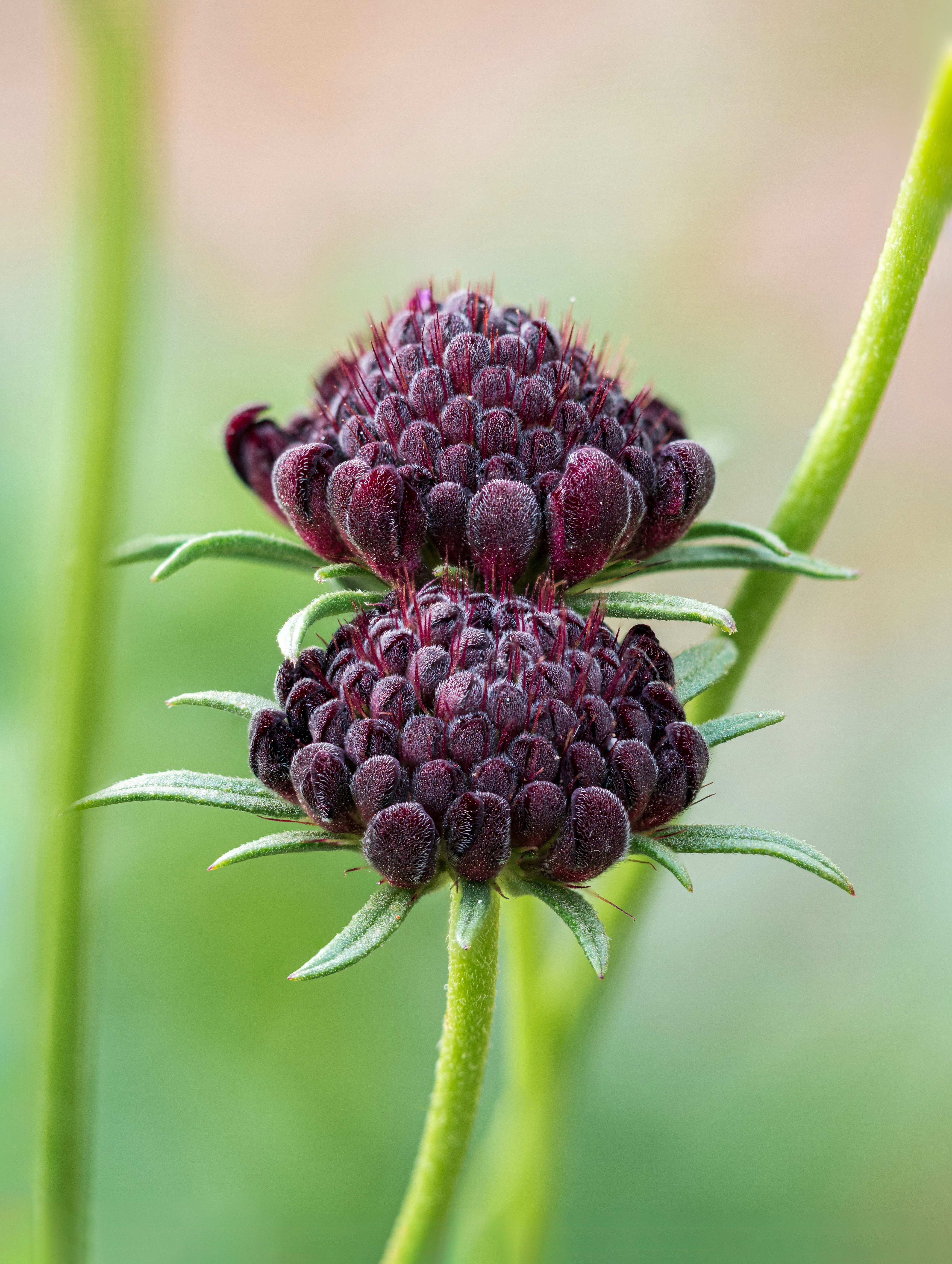 Black knight scabiosa flower buds, also known as pincushion flowers.