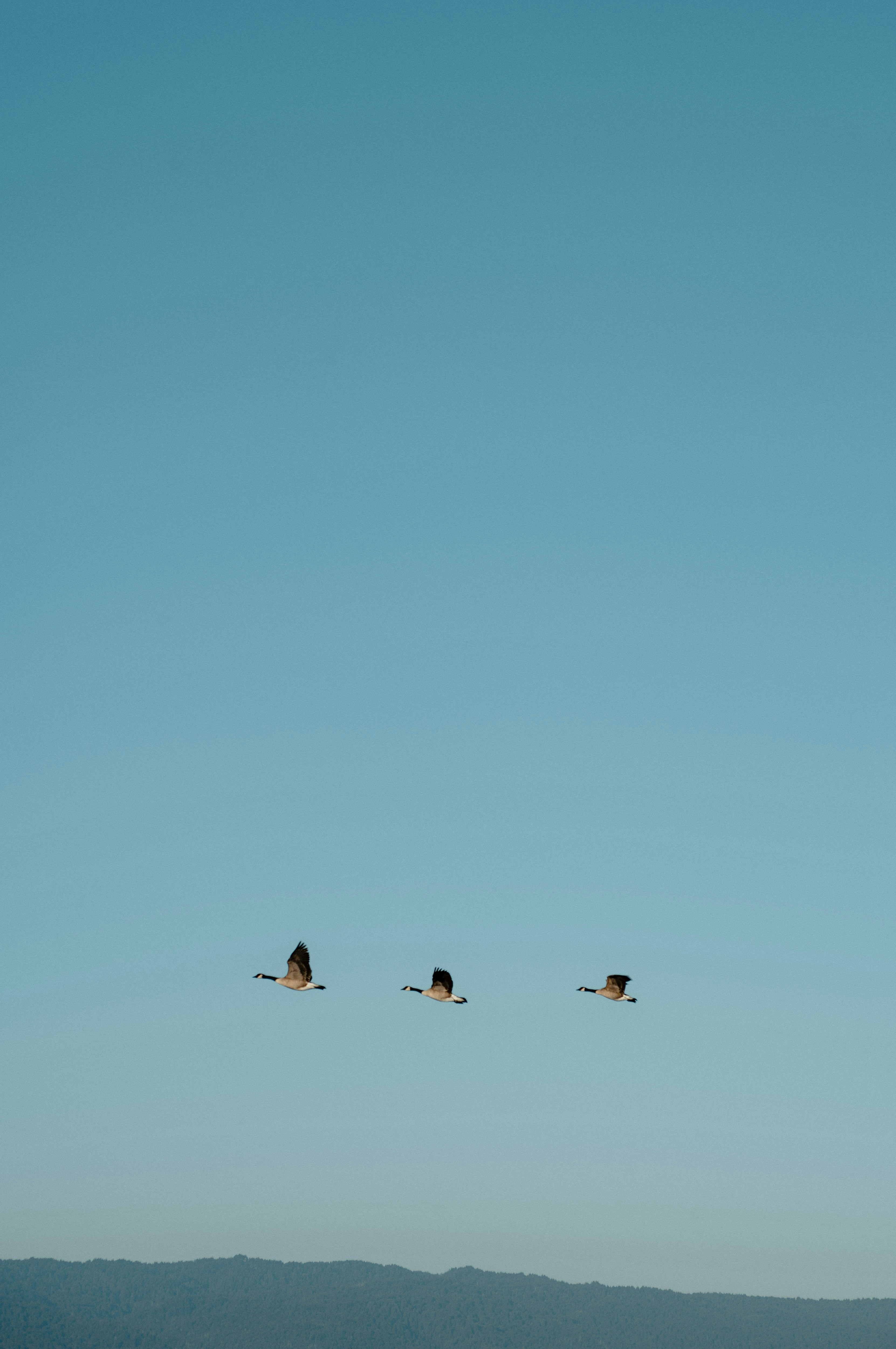 Three geese flying in a clear blue sky.