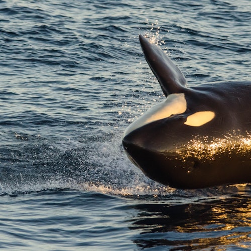 Long Beach Whale Watching & Dolphin